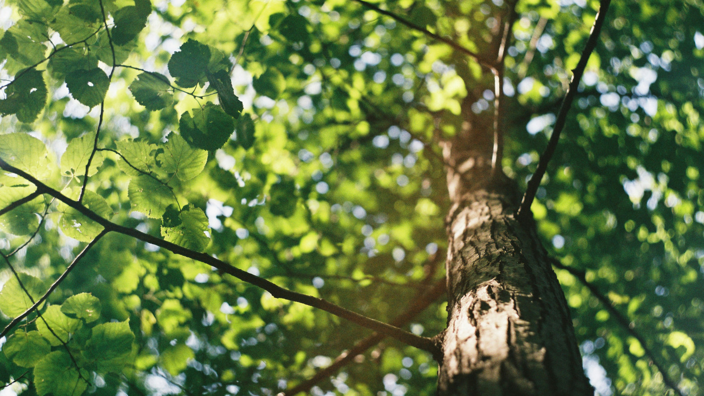 Nahaufnahme Baum, Perspektive von unten in die Baumkrone