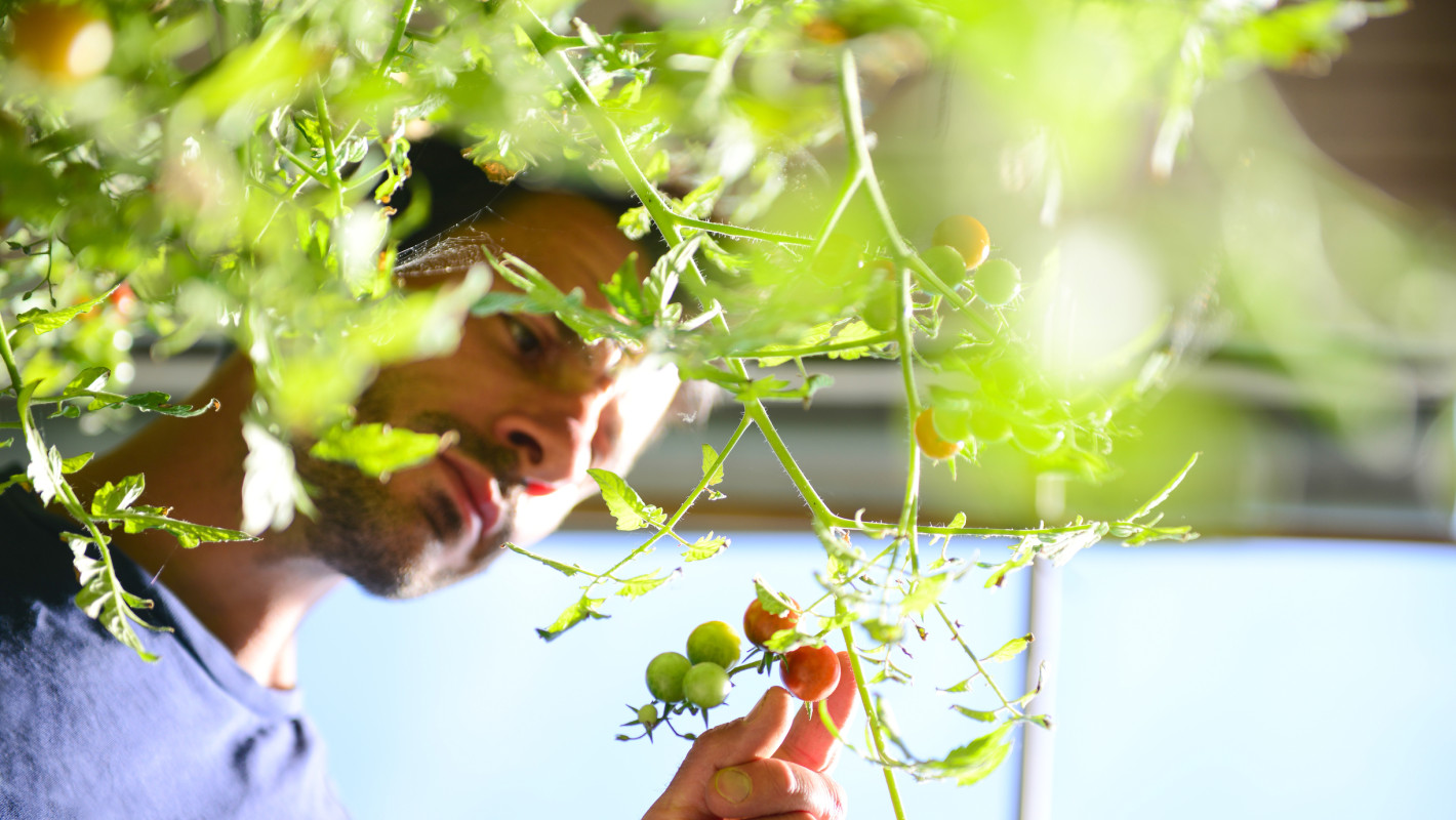 Hobby gardener looks at his tomatoes